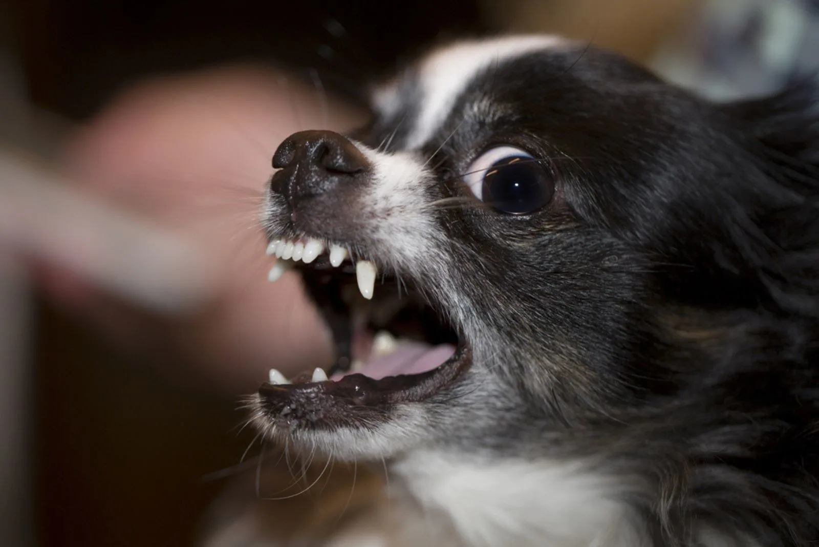 Angry Chihuahua Barking Ferociously