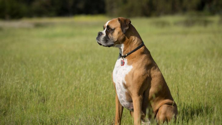 Are Boxers Banned In USA? Discussing Are These Dogs Eligible