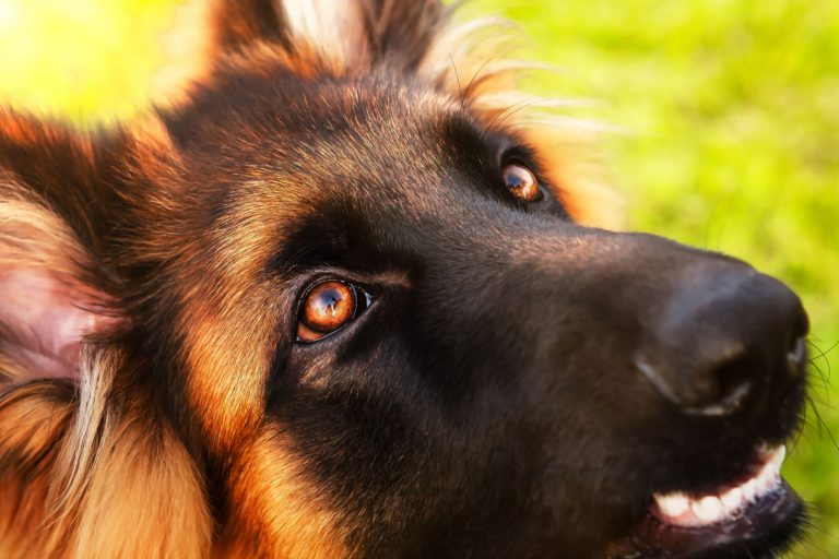german shepherd eyes close-up