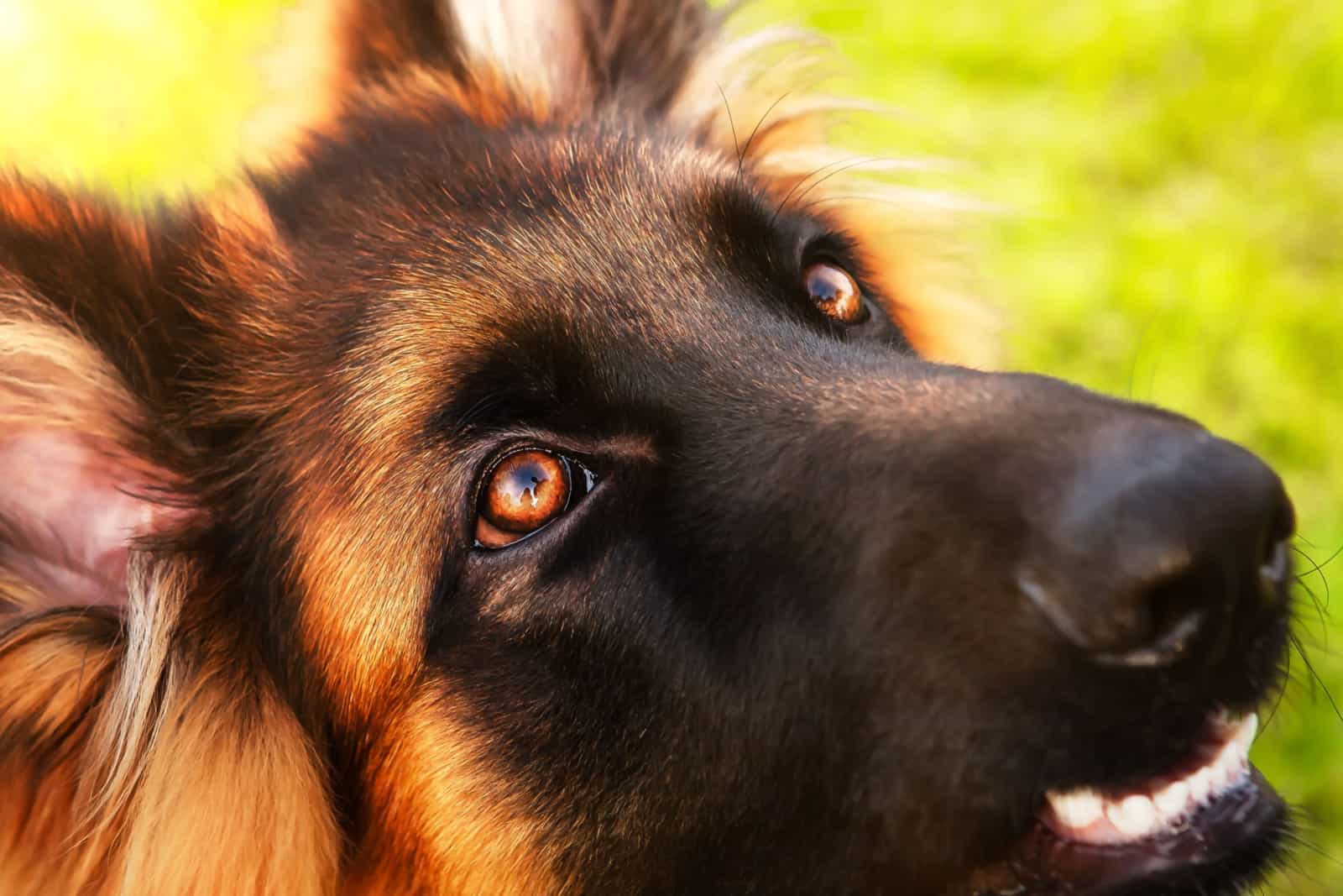 german shepherd eyes close-up