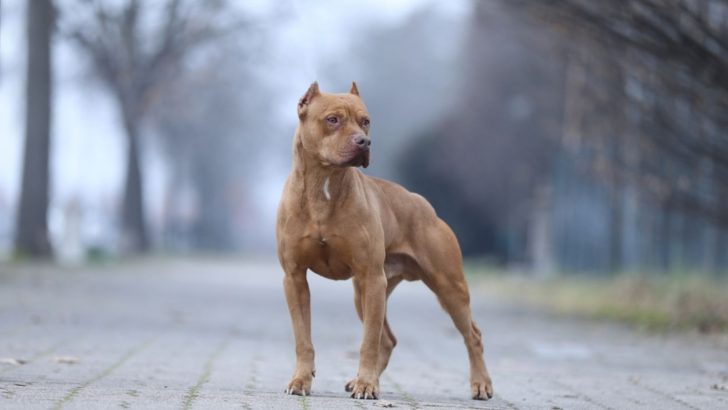 Are Pitbulls Banned In The USA? The Ugly Truth