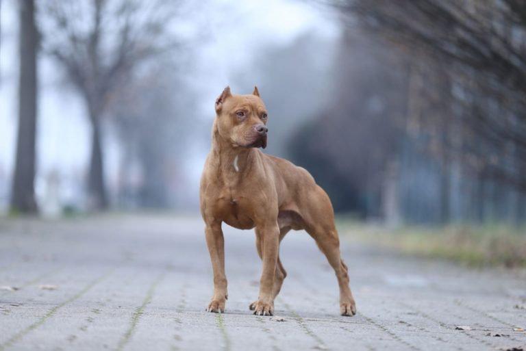 A pitbull is standing on the pavement