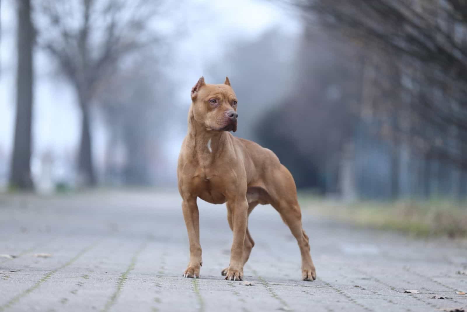 A pitbull is standing on the pavement