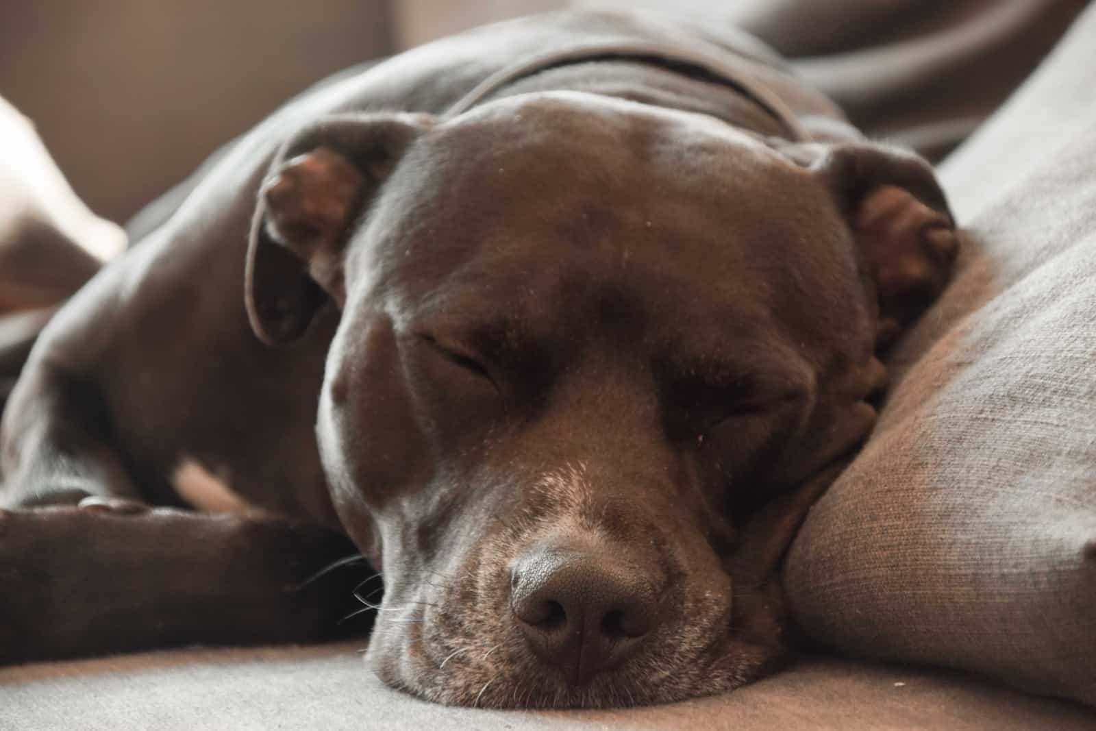 Black Pitbull sleeping on a grey sofa