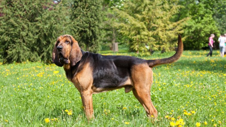 Bloodhound Growth Chart – Uncovering The Sleuth Hound Size