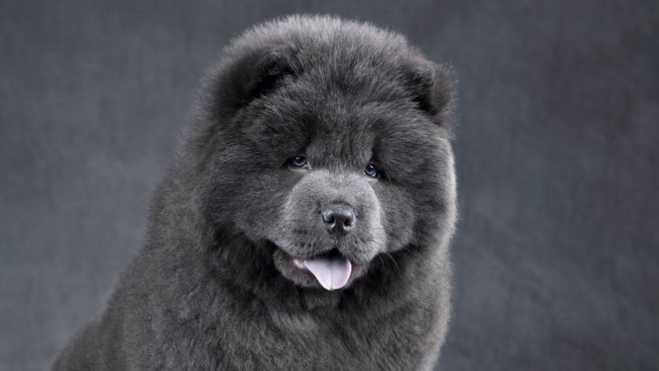 Blue Chow Chow: More Than Just A Black Tongue Teddy Bear