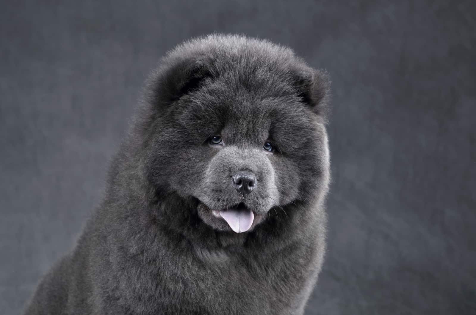 What’s Interesting About Blue Chow Chows?