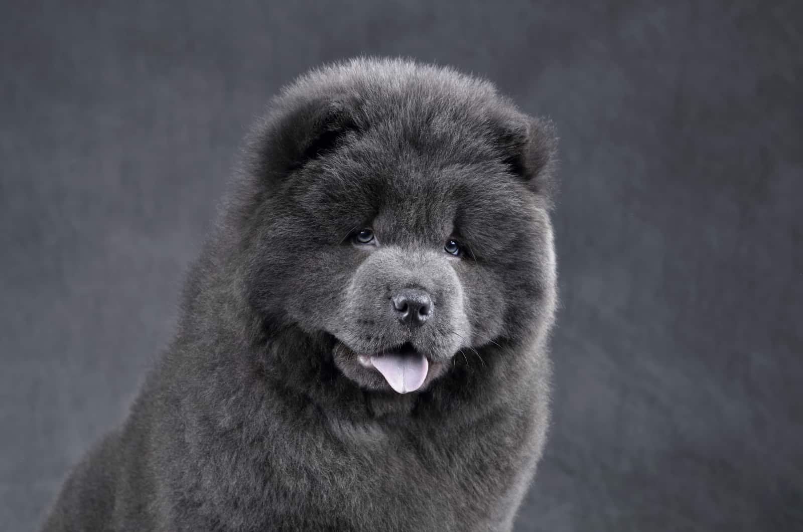 Blue Chow Chow