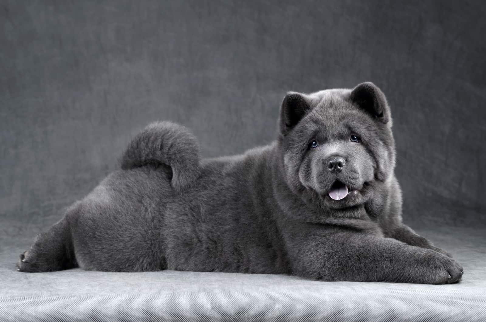 Blue Chow Chow posing for photo
