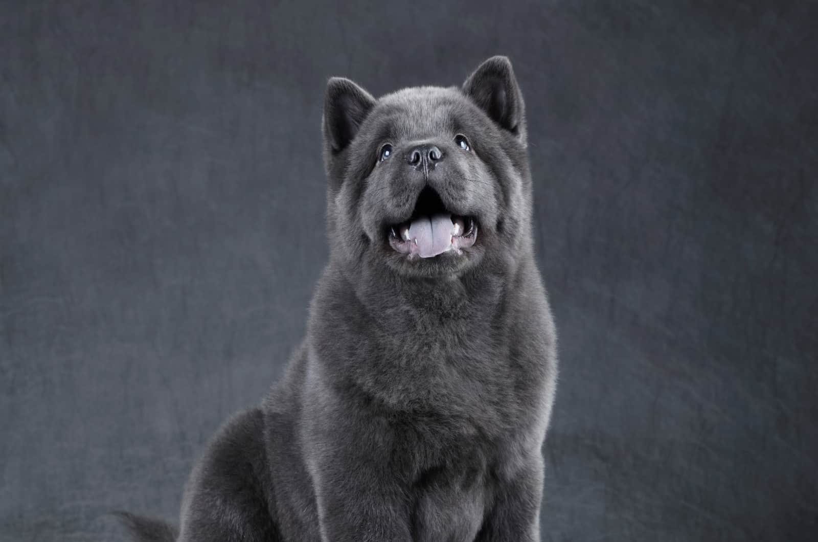 Blue Chow Chow puppy