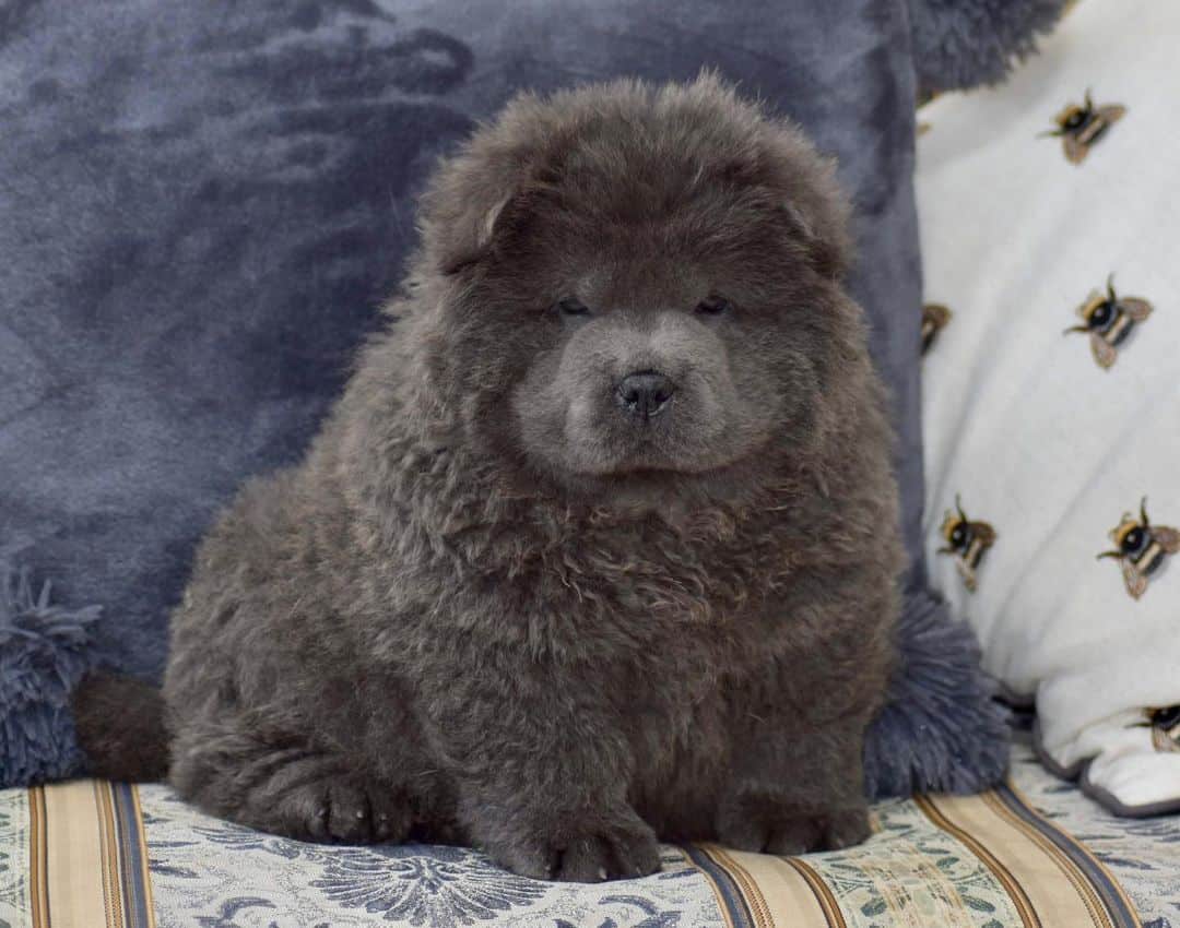 Blue Chow Chow sitting on sofa