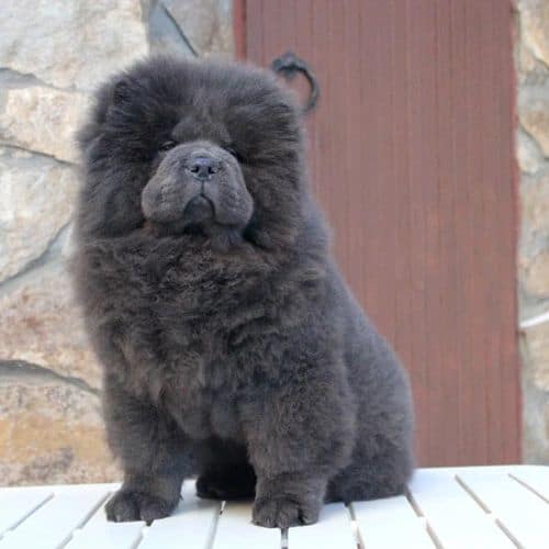 Blue Chow Chow sitting outside