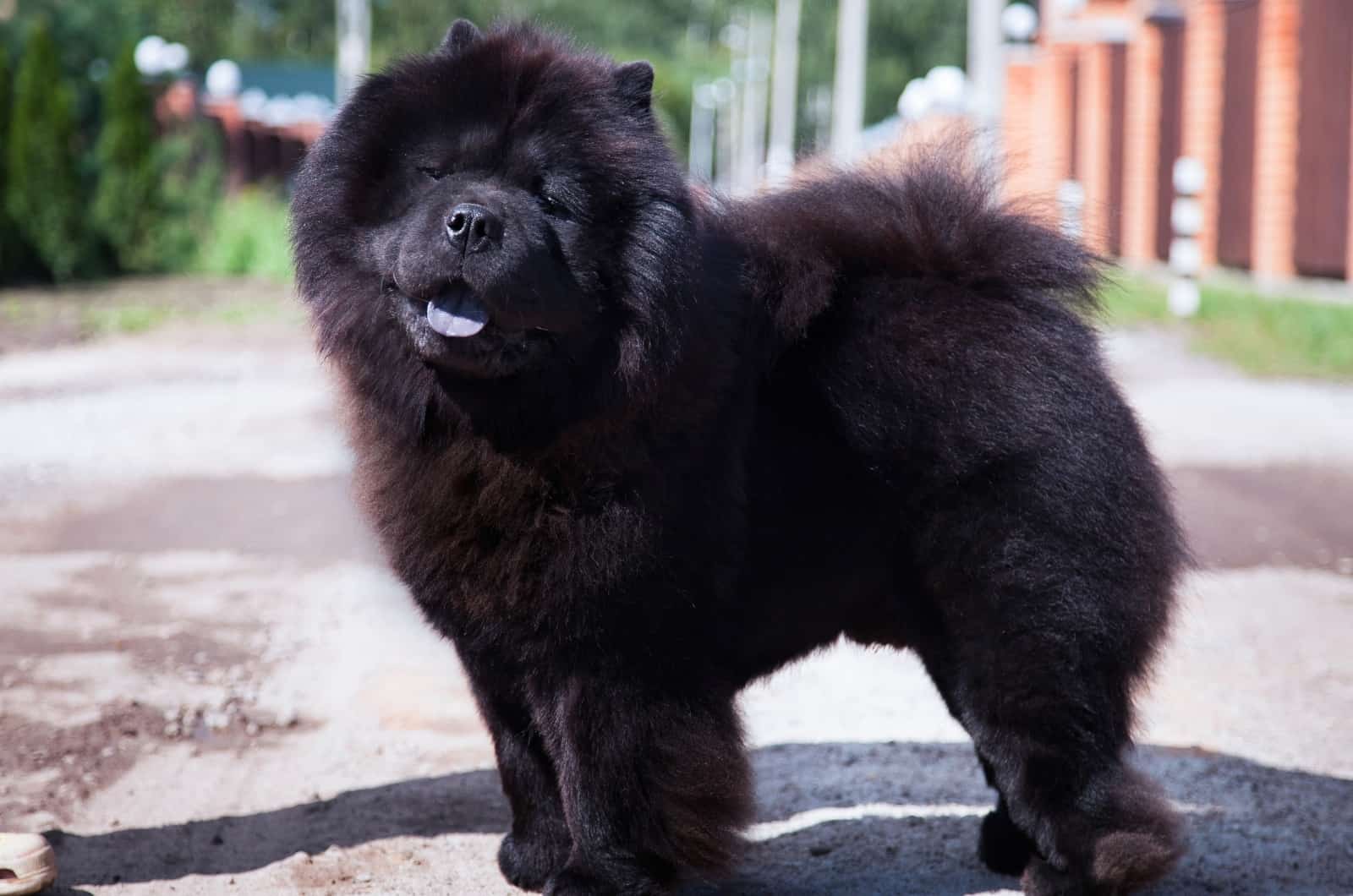 Blue Chow Chow standing outside