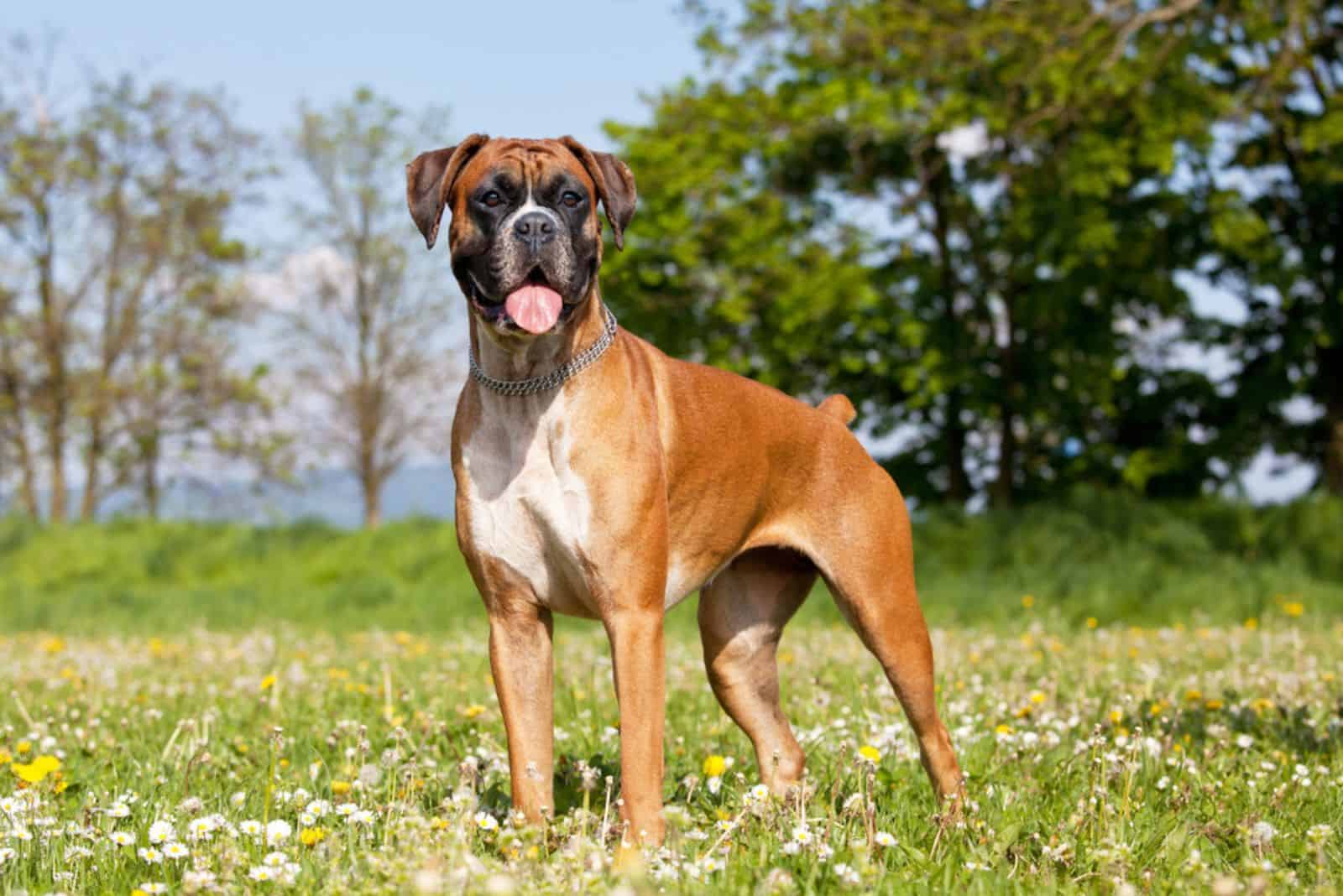Boxer Dog stands on the meadow with his tongue out