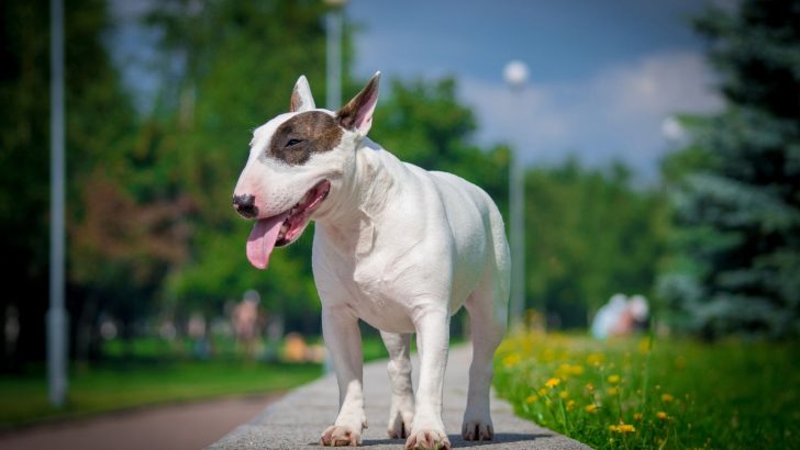 Bull Terrier Growth Chart: How Big Does This Little Guy Get