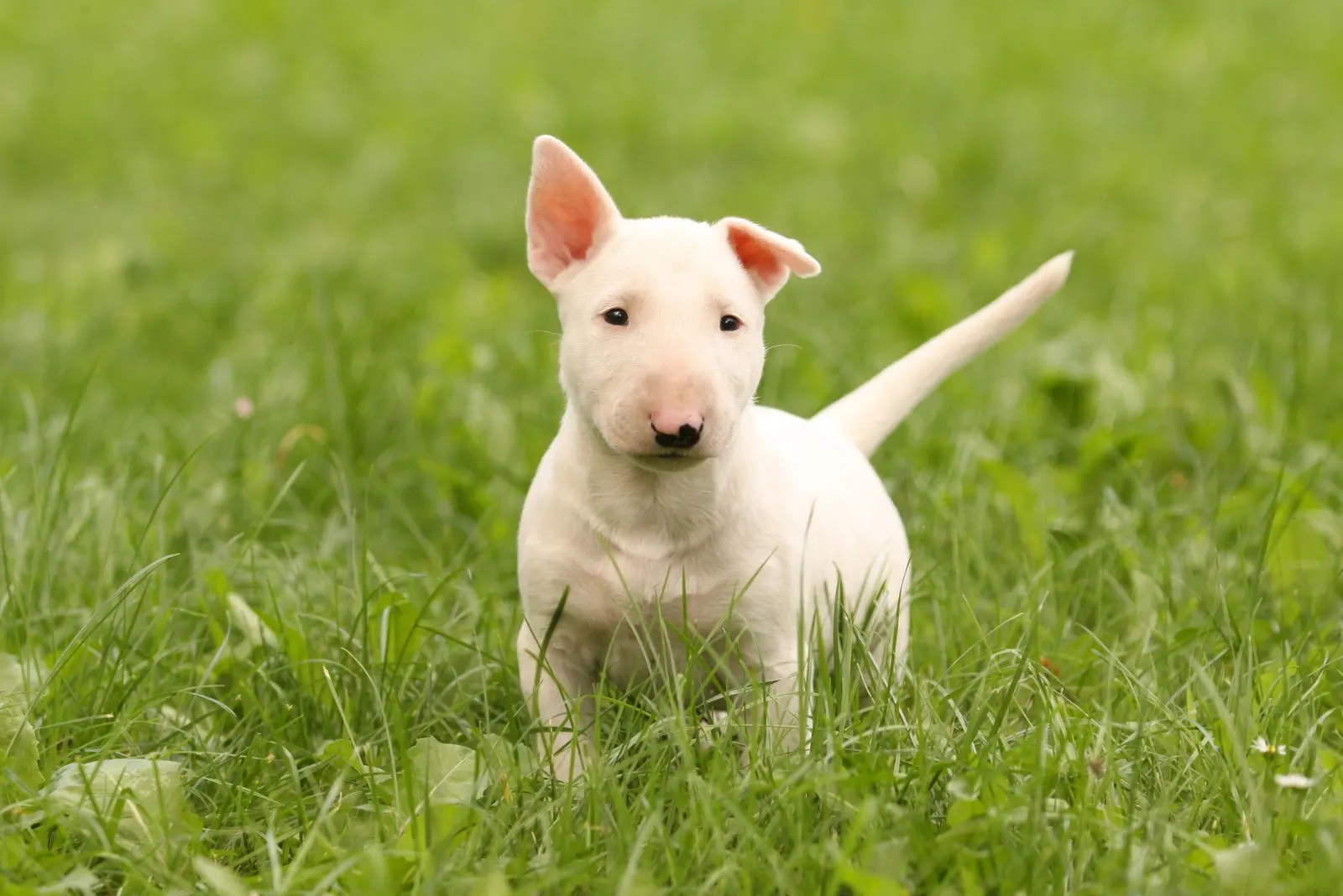 Bull Terrier puppy standing in a meadow