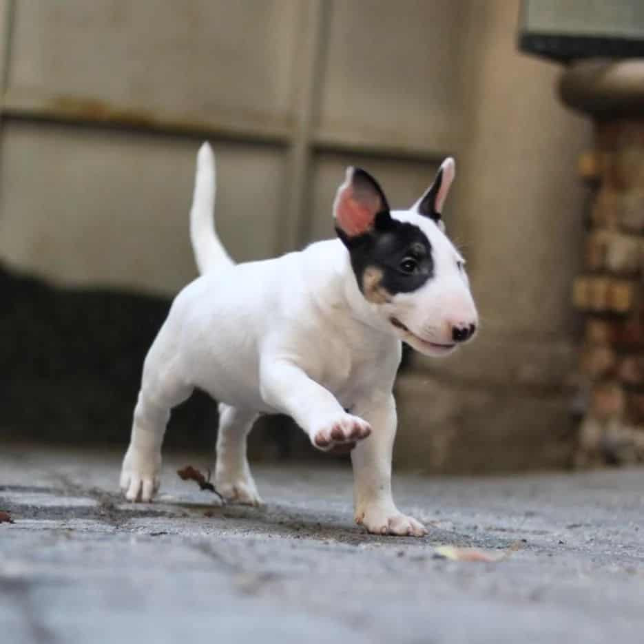 Bull Terrier puppy walking