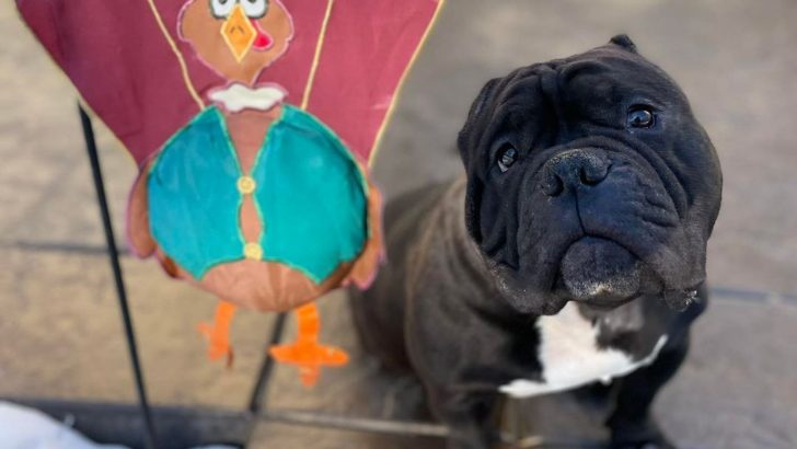 Bulldog Ear Cropping – 5 Reasons To Stop It Right Now