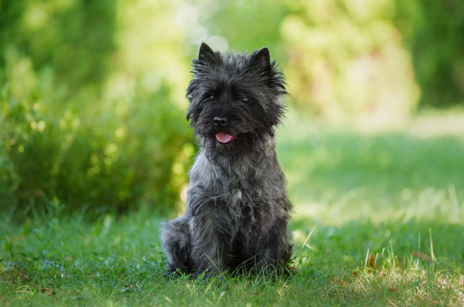 cairn terrier dog sitting on green grass in the park