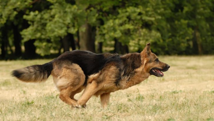 Can A German Shepherd Be A Hunting Dog?