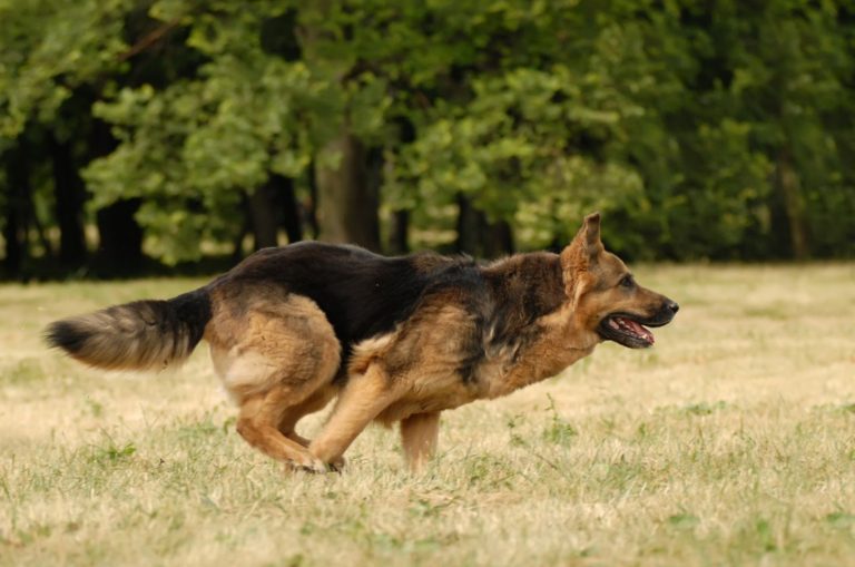 german shepherd running