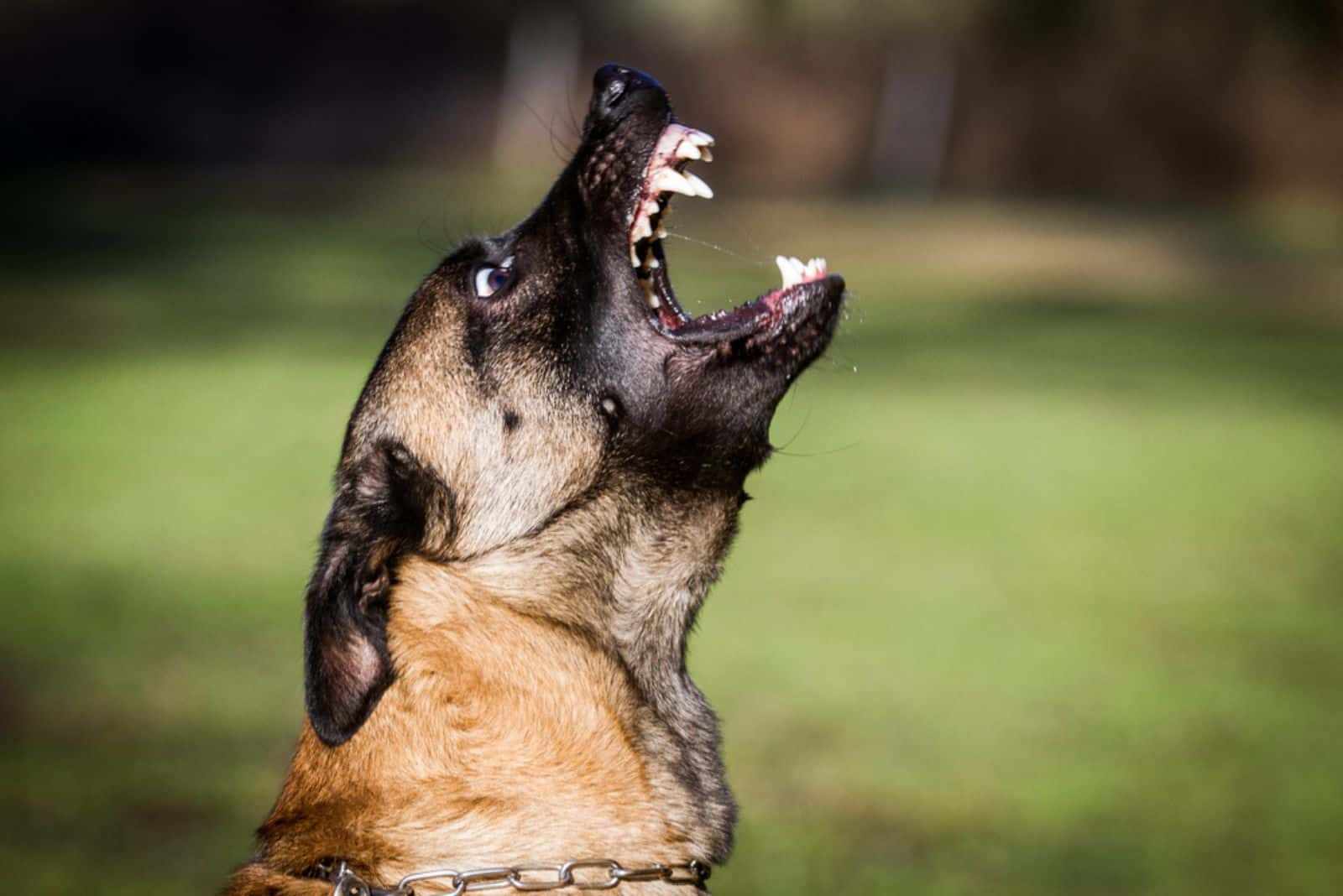 aggresive german shepherd