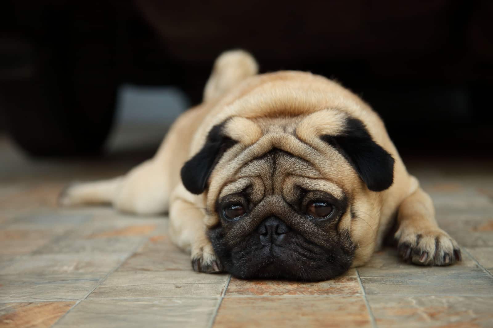 sad pug lying on the floor and waiting for owner to return home
