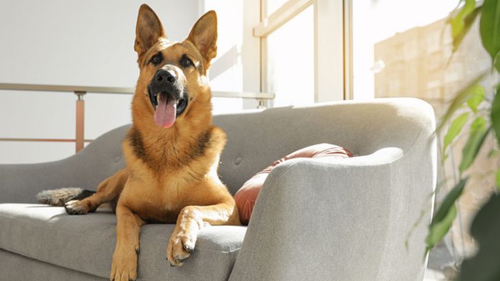 Can German Shepherds Live In Apartments? 9 Things To Know