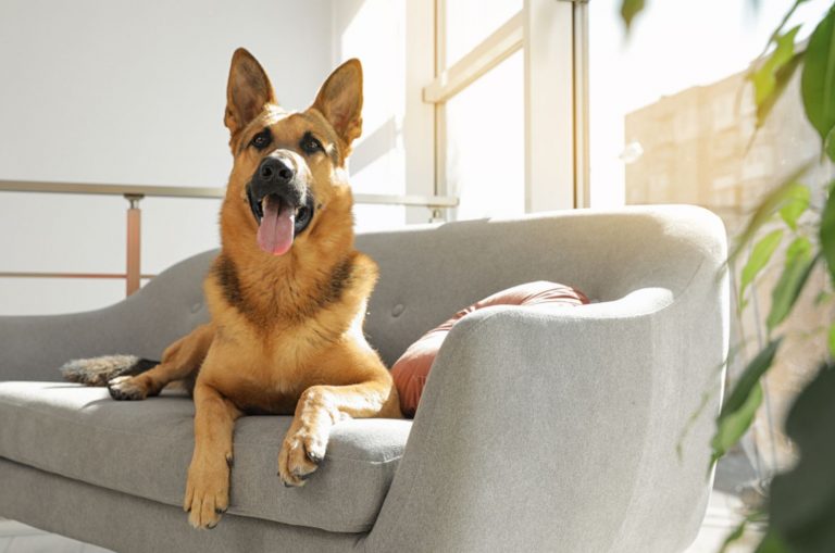 german shepherd lying on sofa in living room