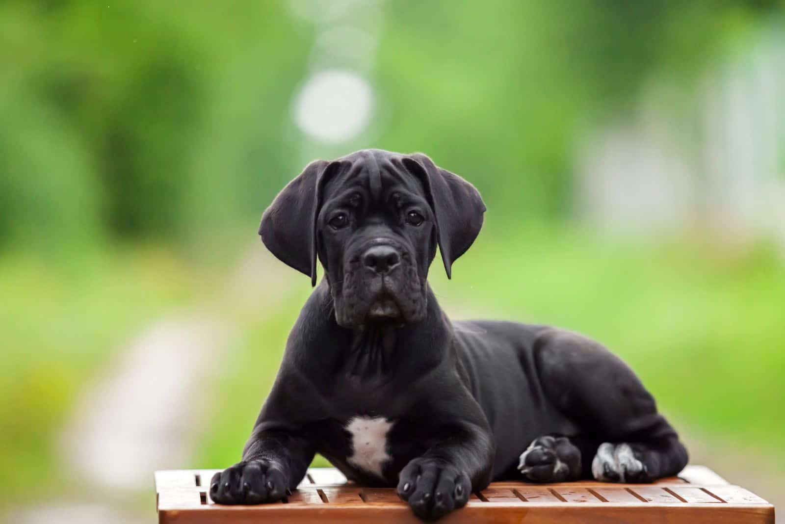 Cane Corso is lying on a chair