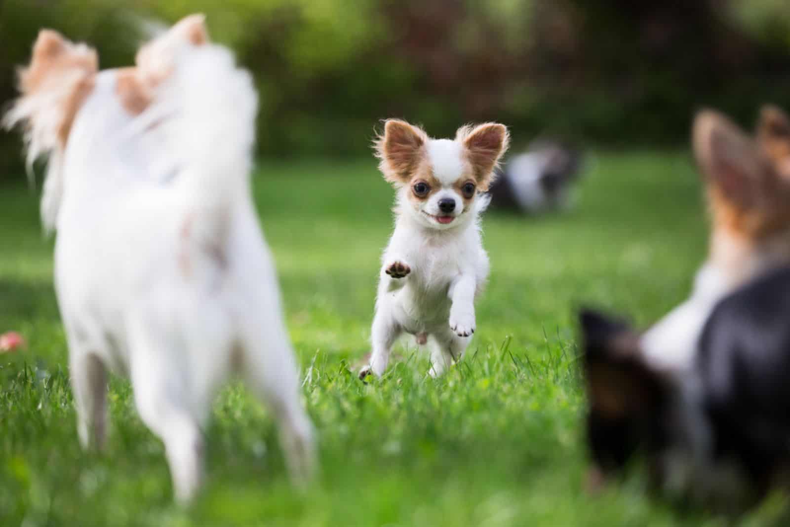 Chihuahua dogs running on the green grass