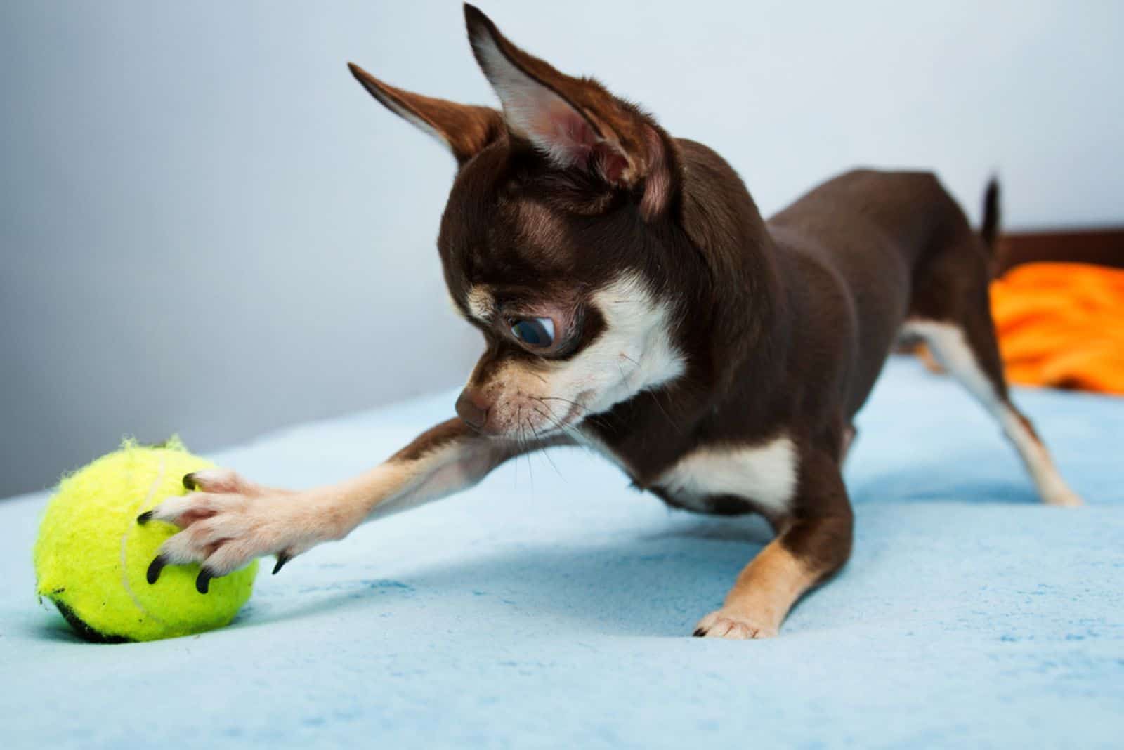 Chihuahua playing with small ball