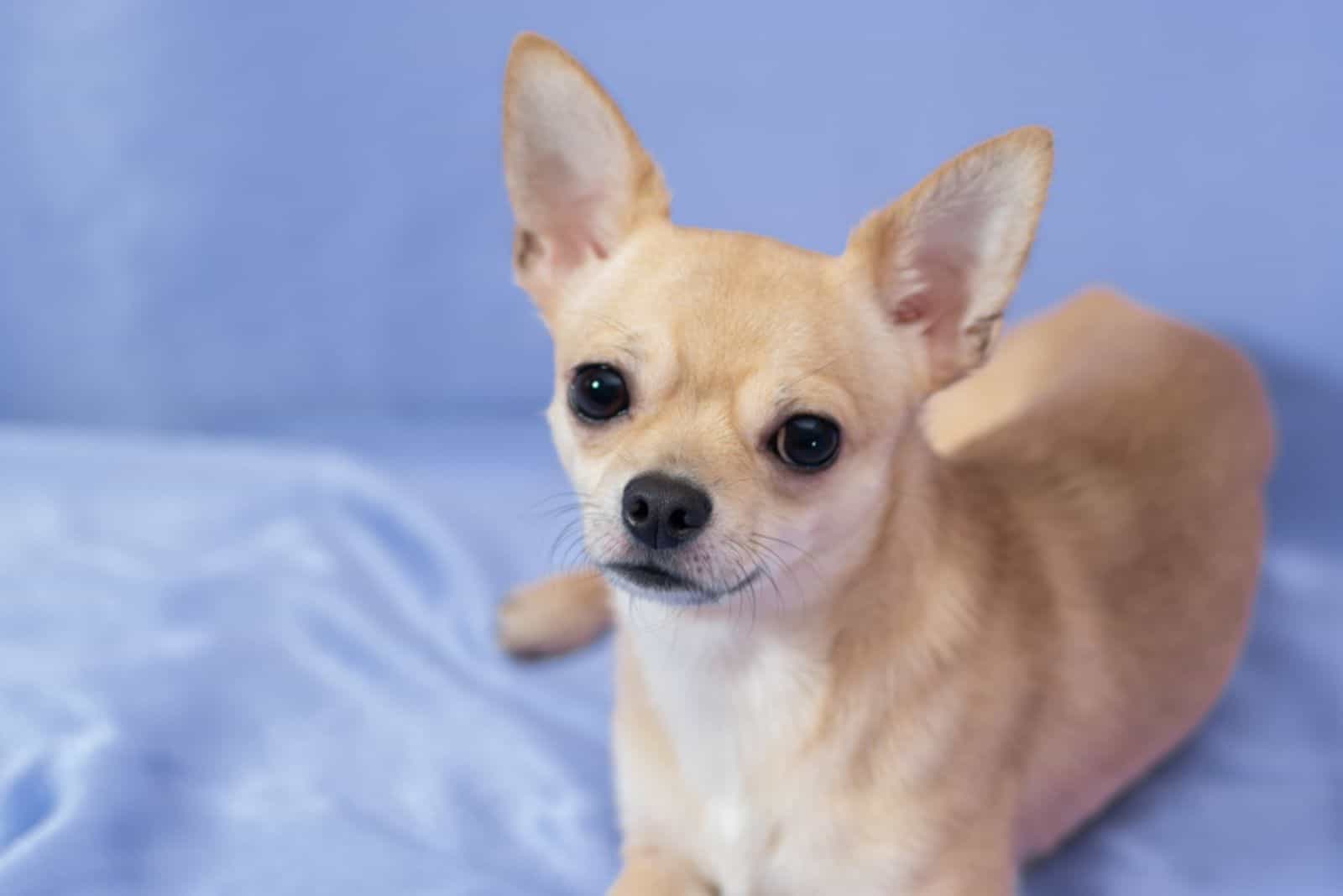 Chihuahua puppy lying on blue background
