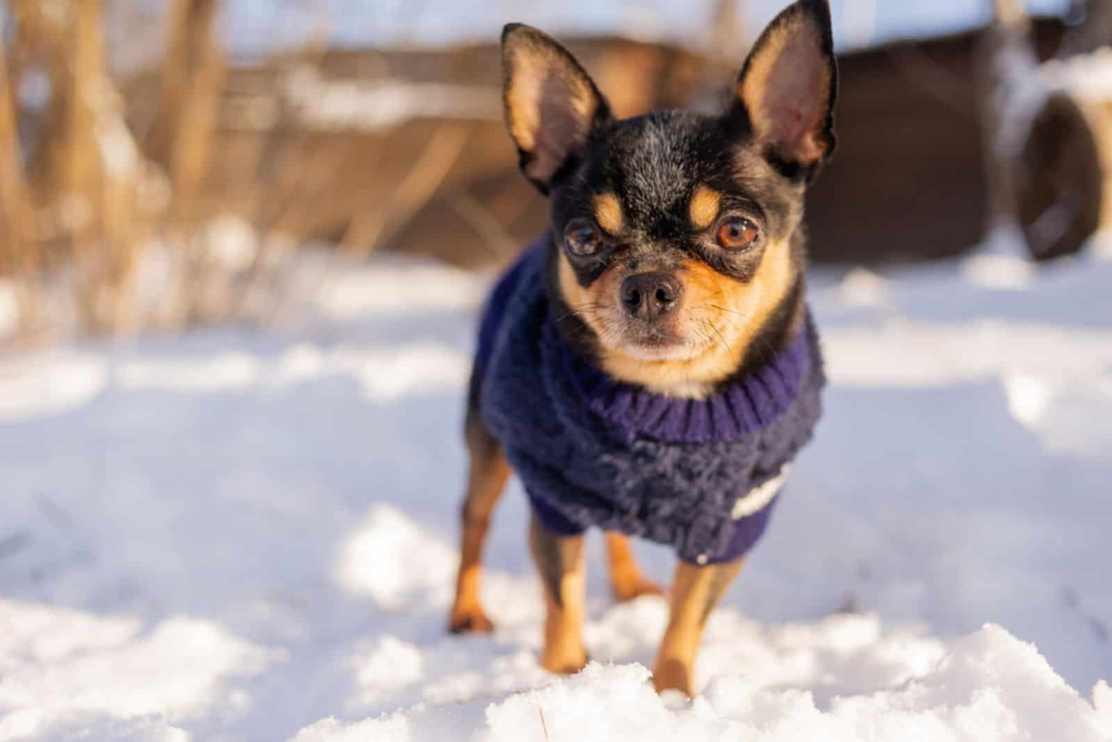 Chihuahua walking in the snow