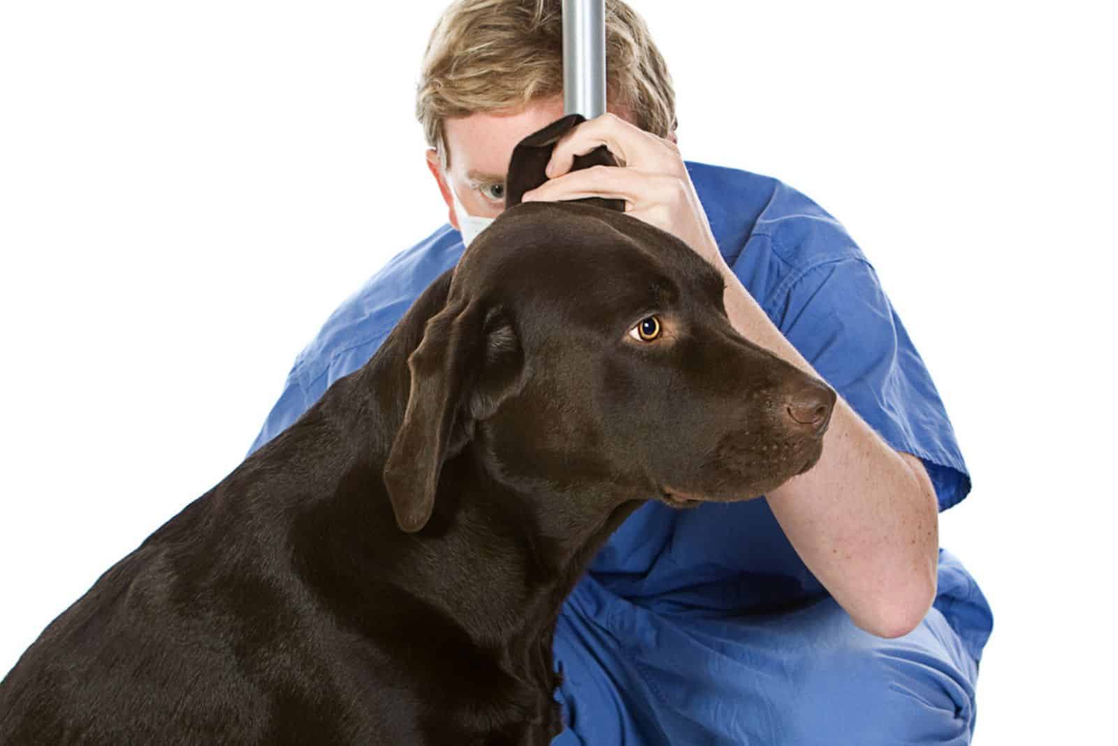 Chocolate Labrador Having his Ears Checked