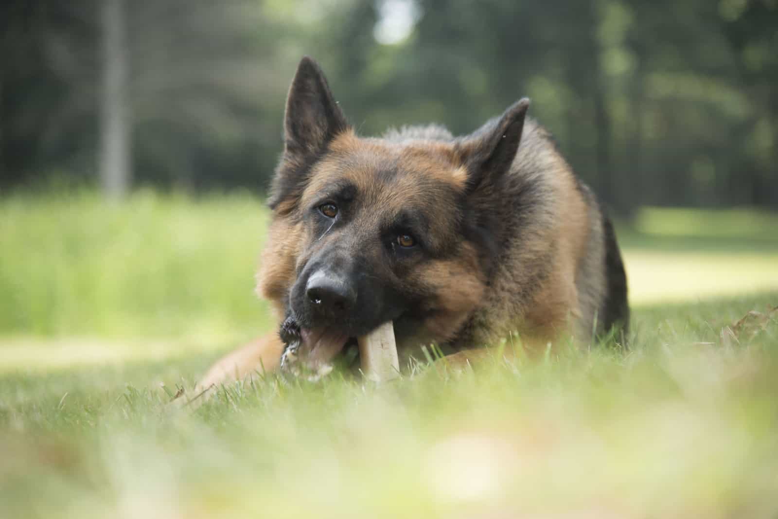 Close up Portrait of Adult German Shepherd Short Hair Dog Eating a Bone