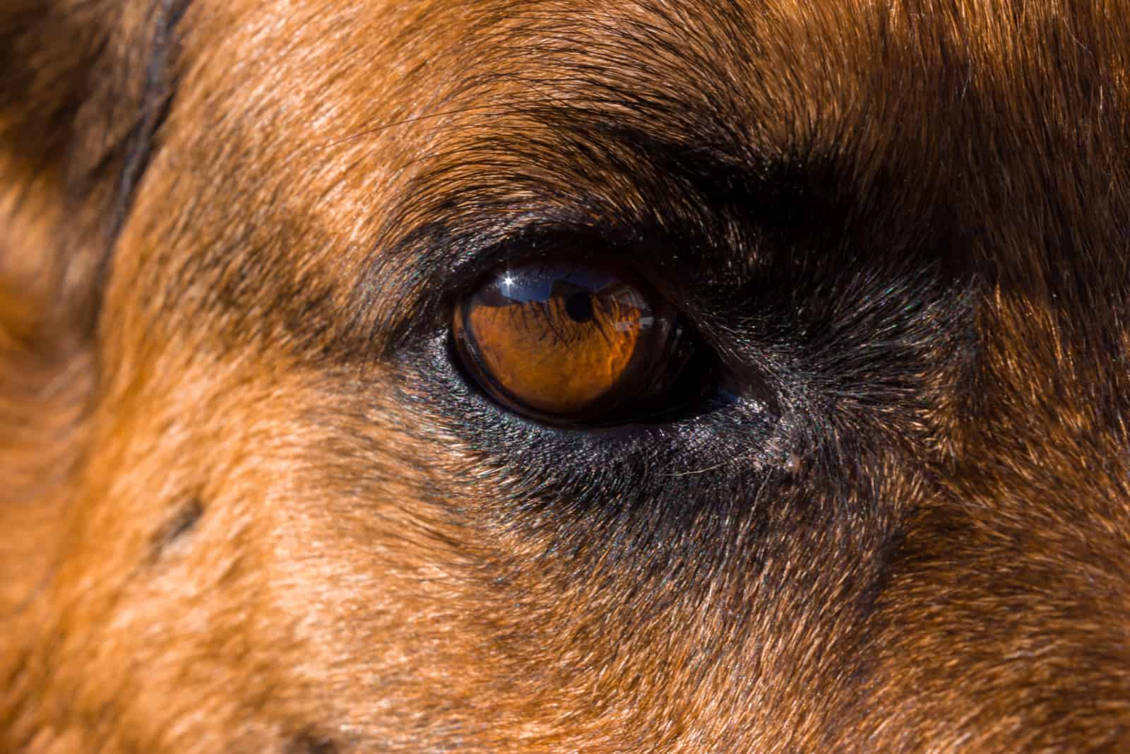 Close up of German shepherd dogs face