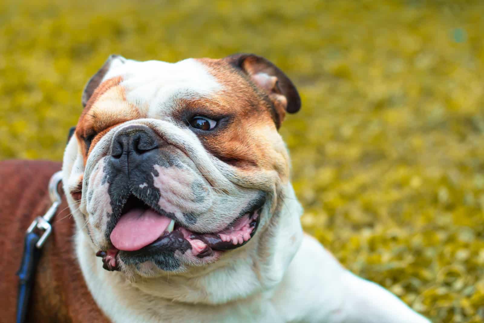 Close up view of a cute English Bulldog Pup with wrinkled face smiling.