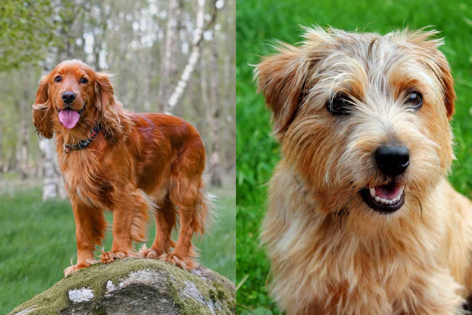 Cocker Spaniel and Norfolk Terrier