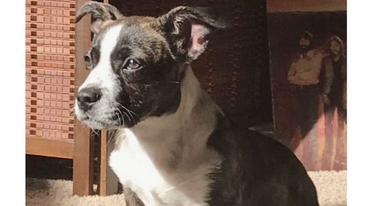 Corgi French Bulldog Mix: The Best Of England And France