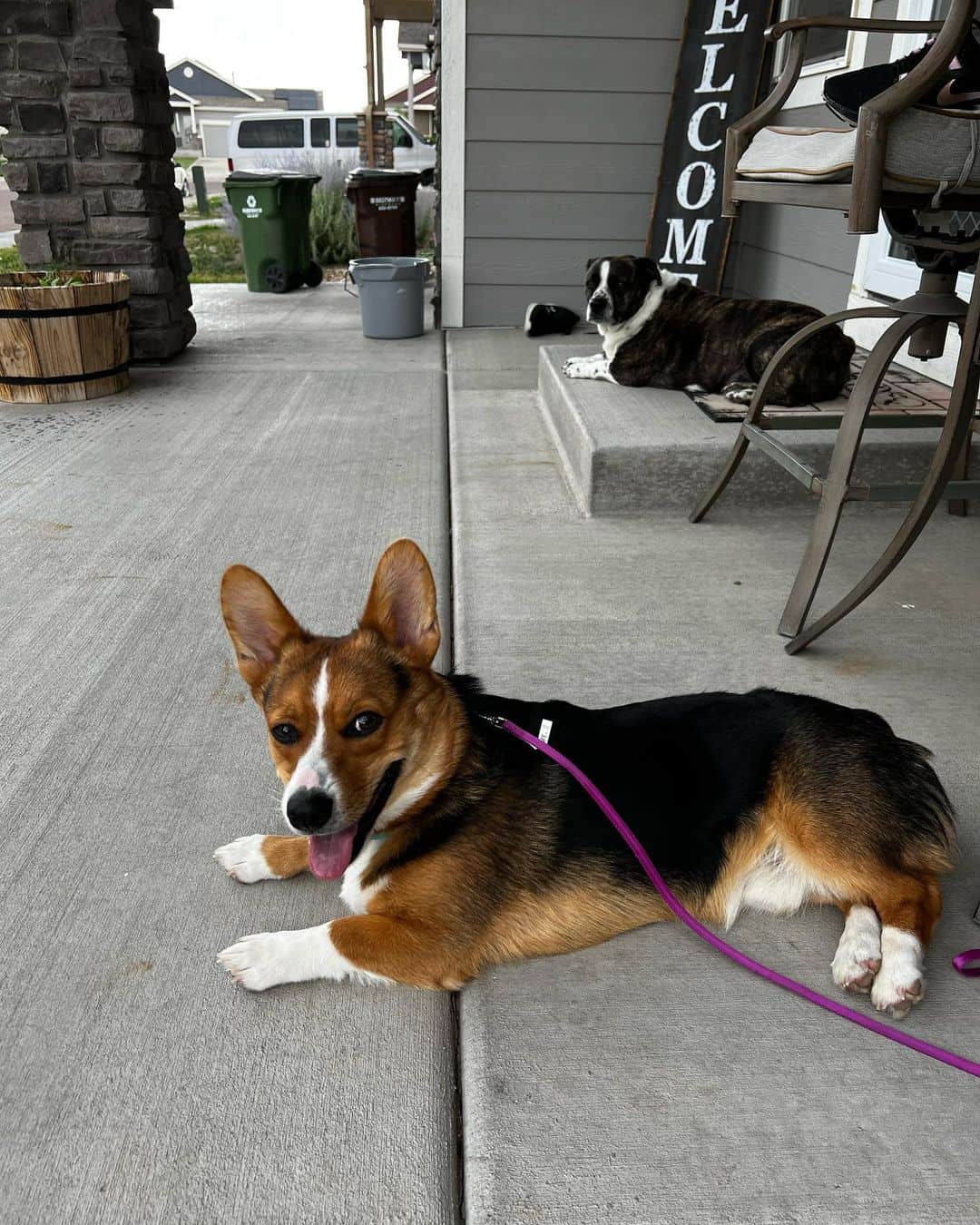 Corgi French Bulldog Mix looking into camera