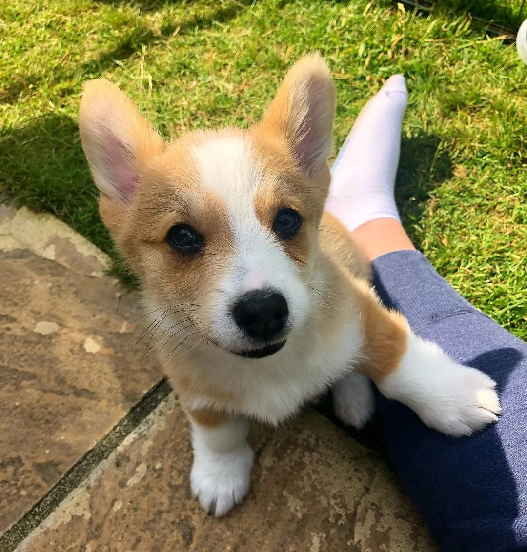 Corgi Norfolk Terrier Mix