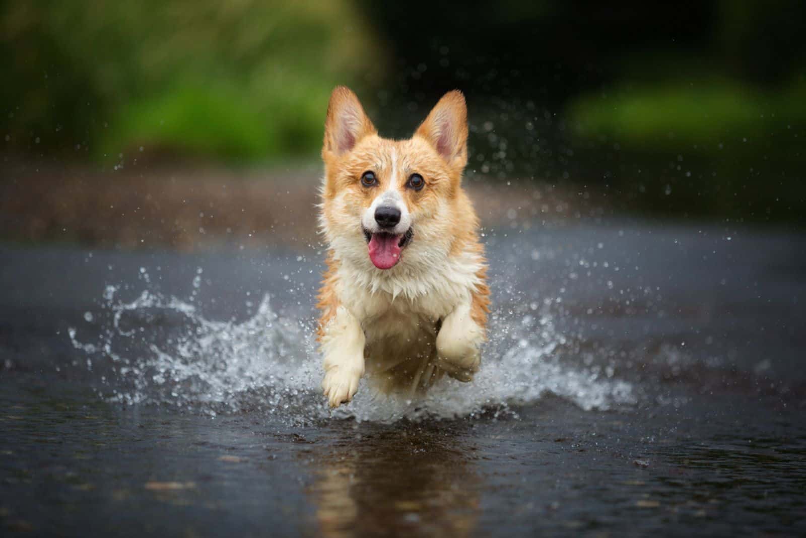 Corgi dog running on water in river 