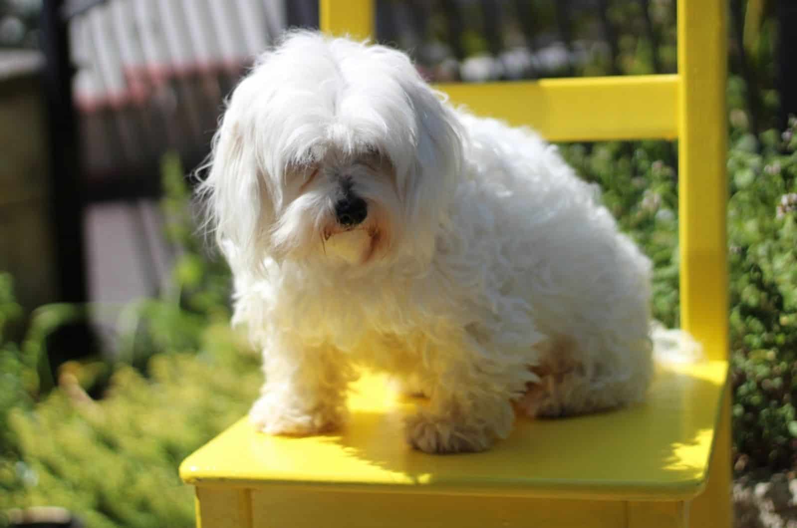 coton de tulear sitting on the chair