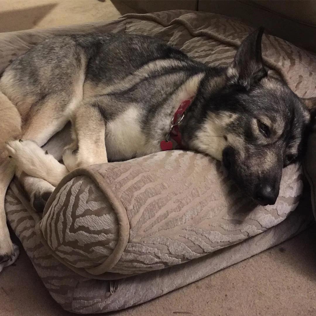 Coyote Husky Mix is lying on his pillow