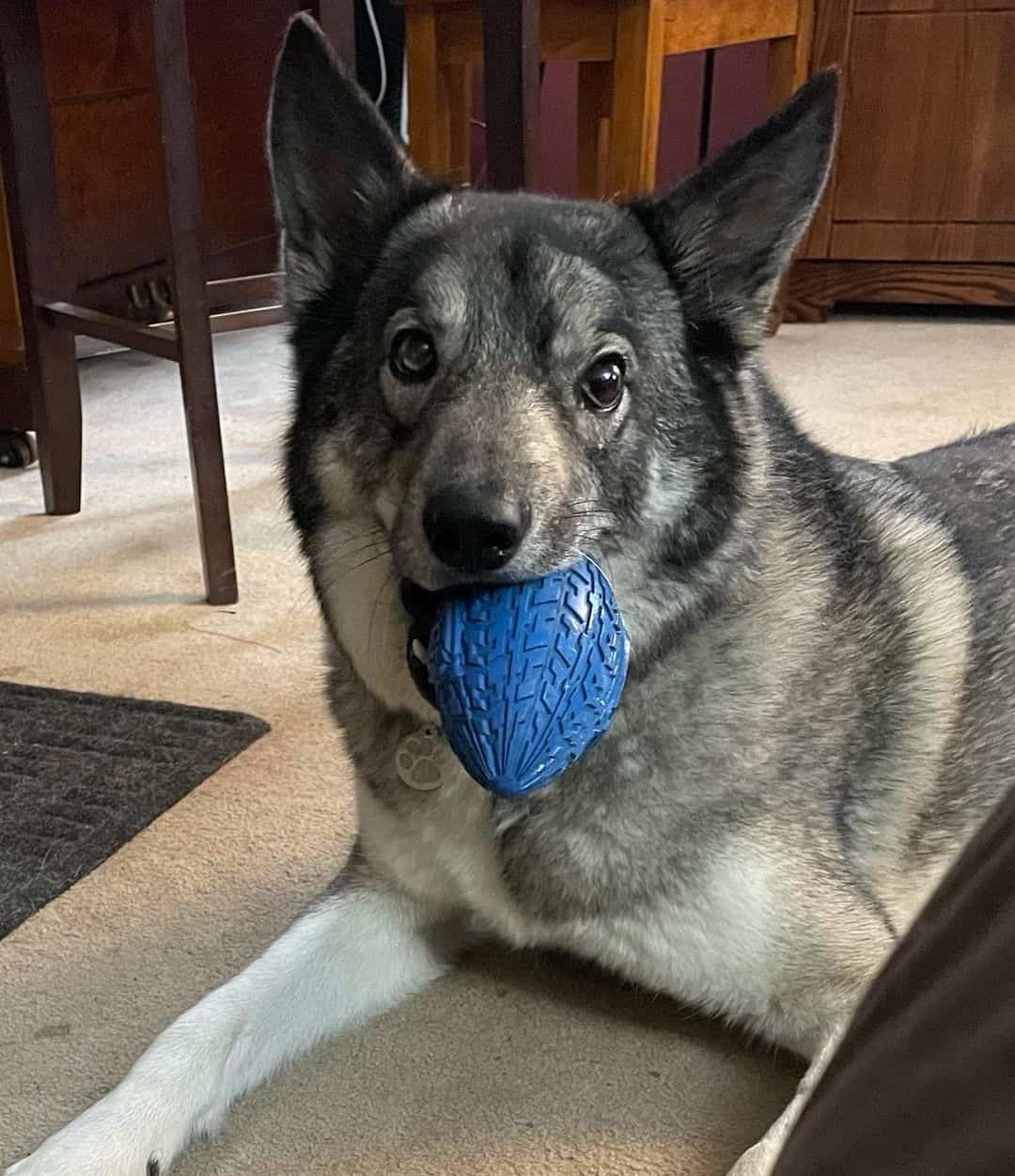 Coyote Husky Mix is lying on the floor and holding a toy in its mouth