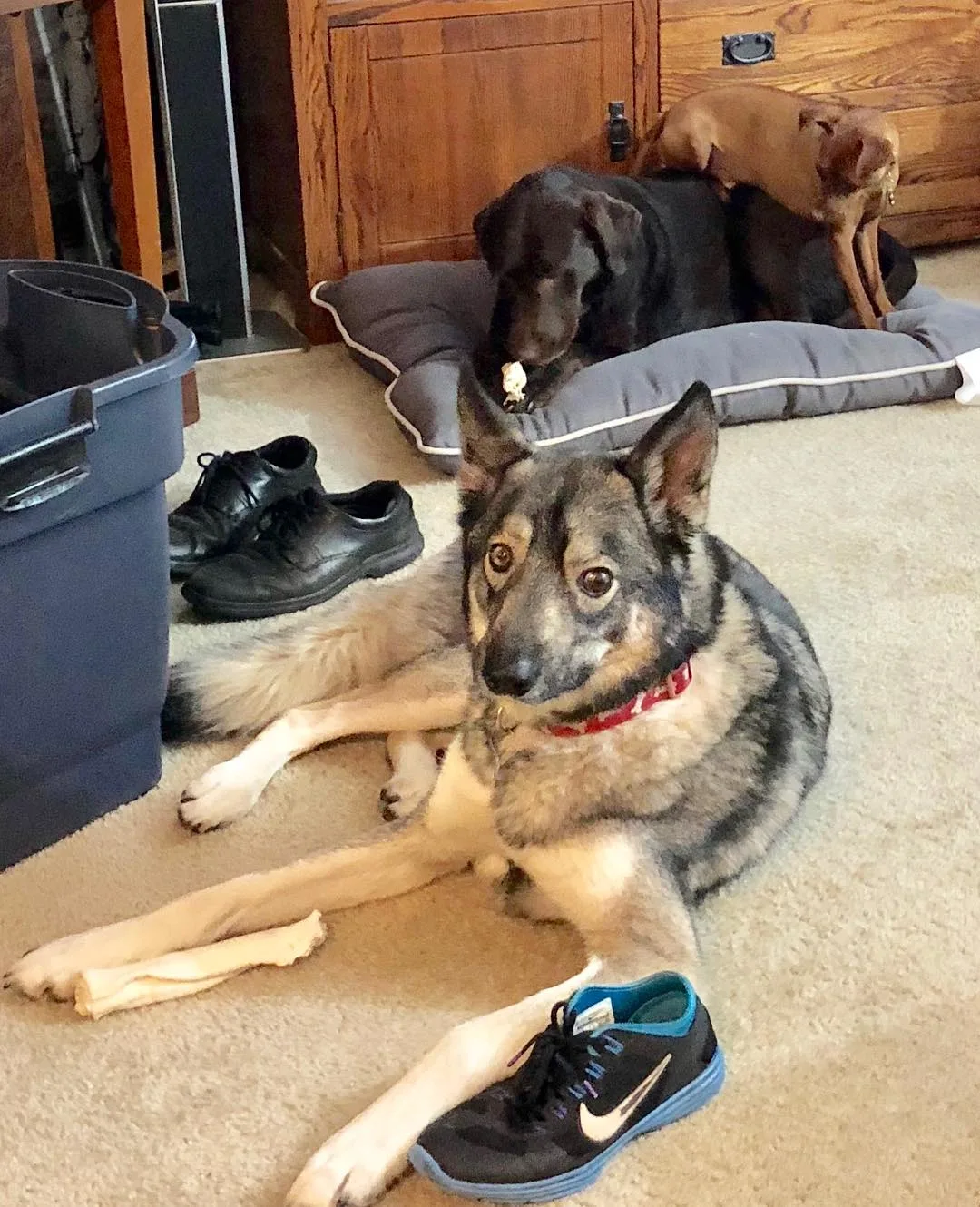 Coyote Husky Mix lies on the floor while the other dogs play