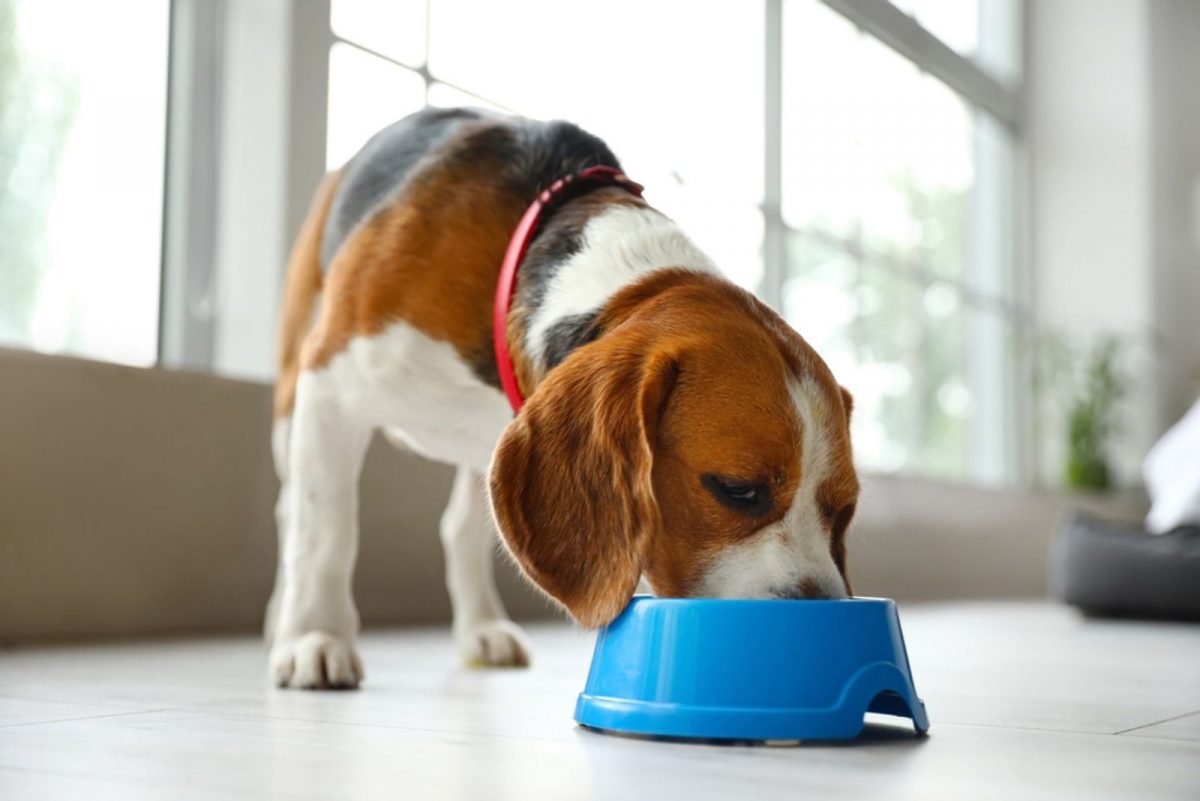 19 Things That Make Beagles One Of The Worst Dog Pets Ever