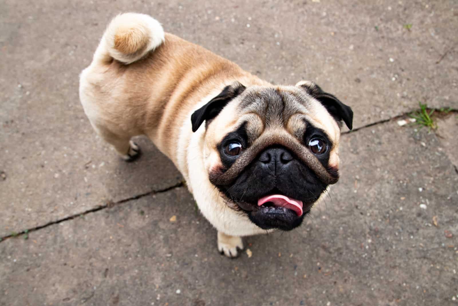 Cute pug puppy with curled tail watching up