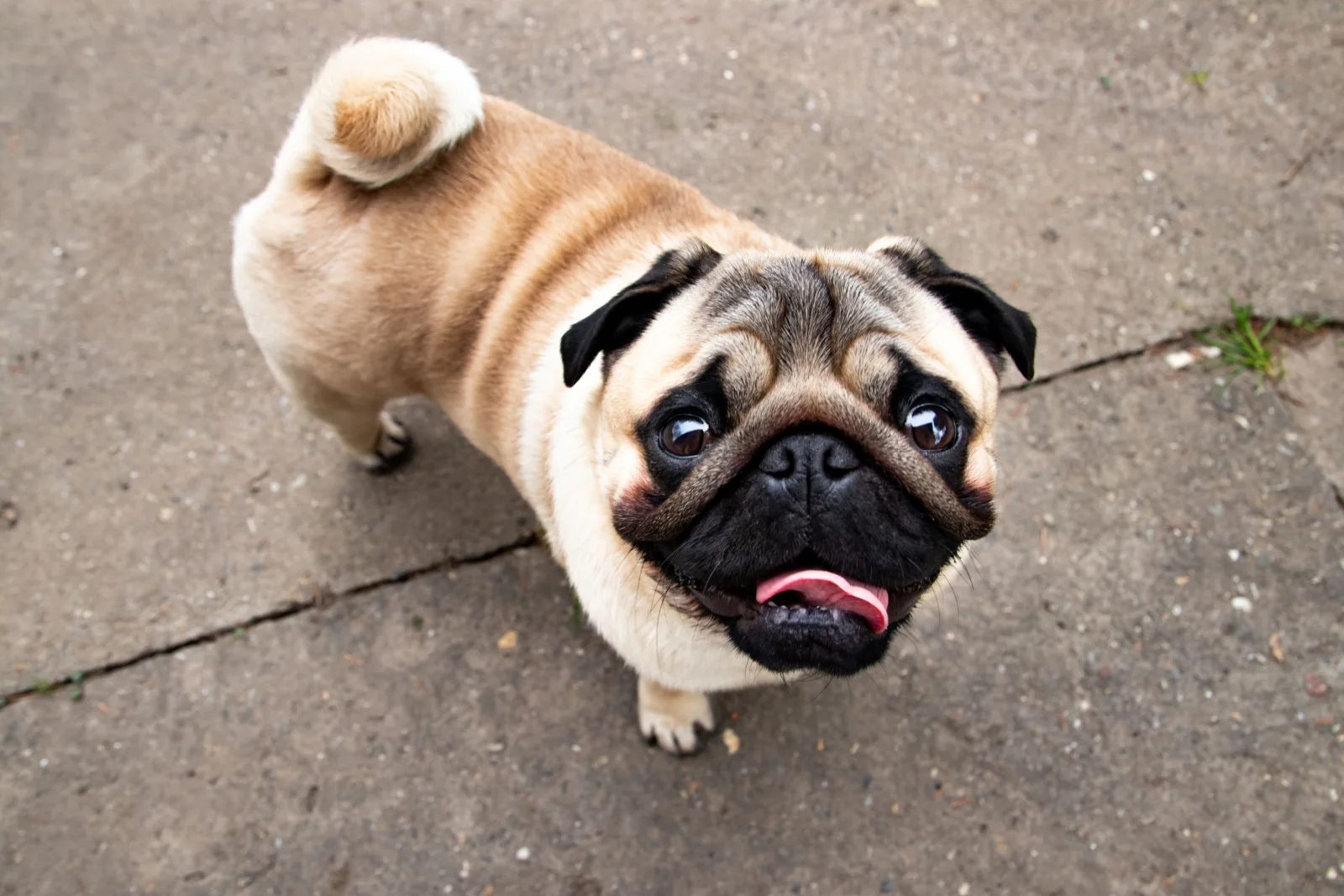 Lindo cachorro pug con cola rizada mirando hacia arriba